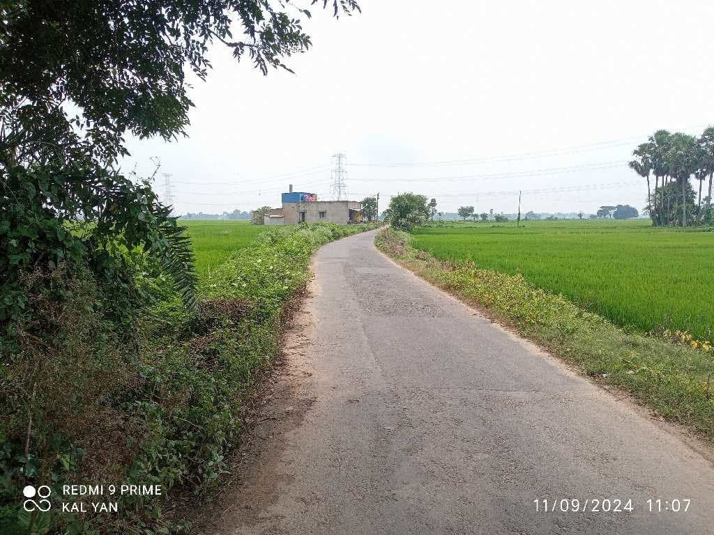 Palmyra Palm - তাল