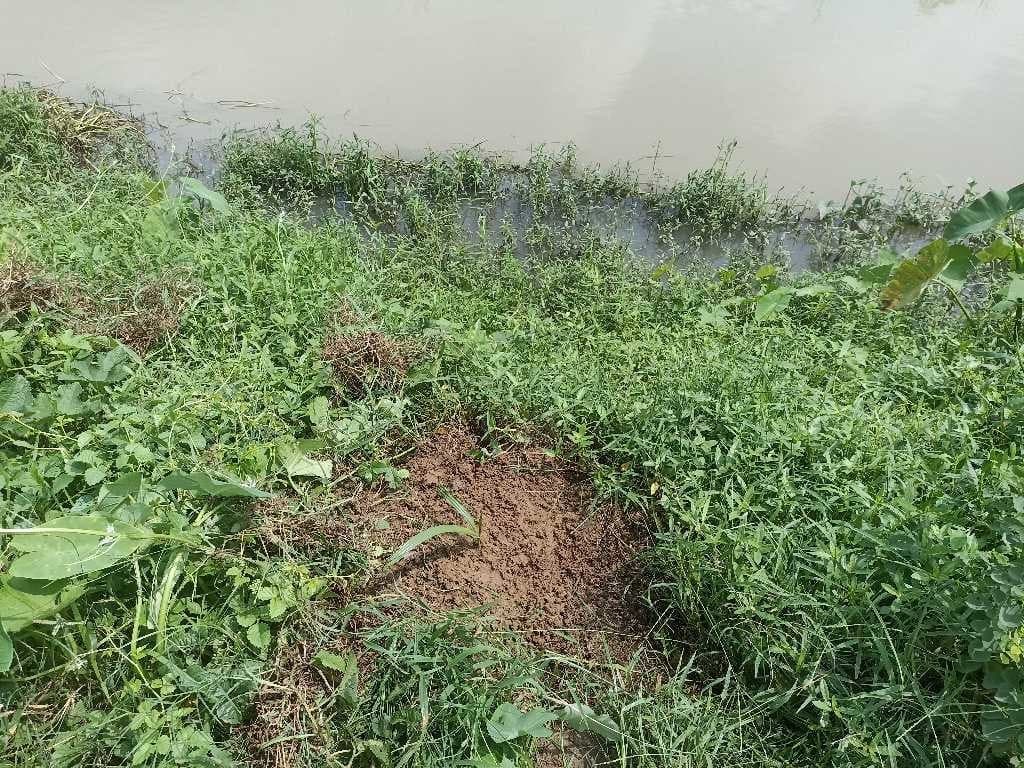 Date Palm - খেজুর