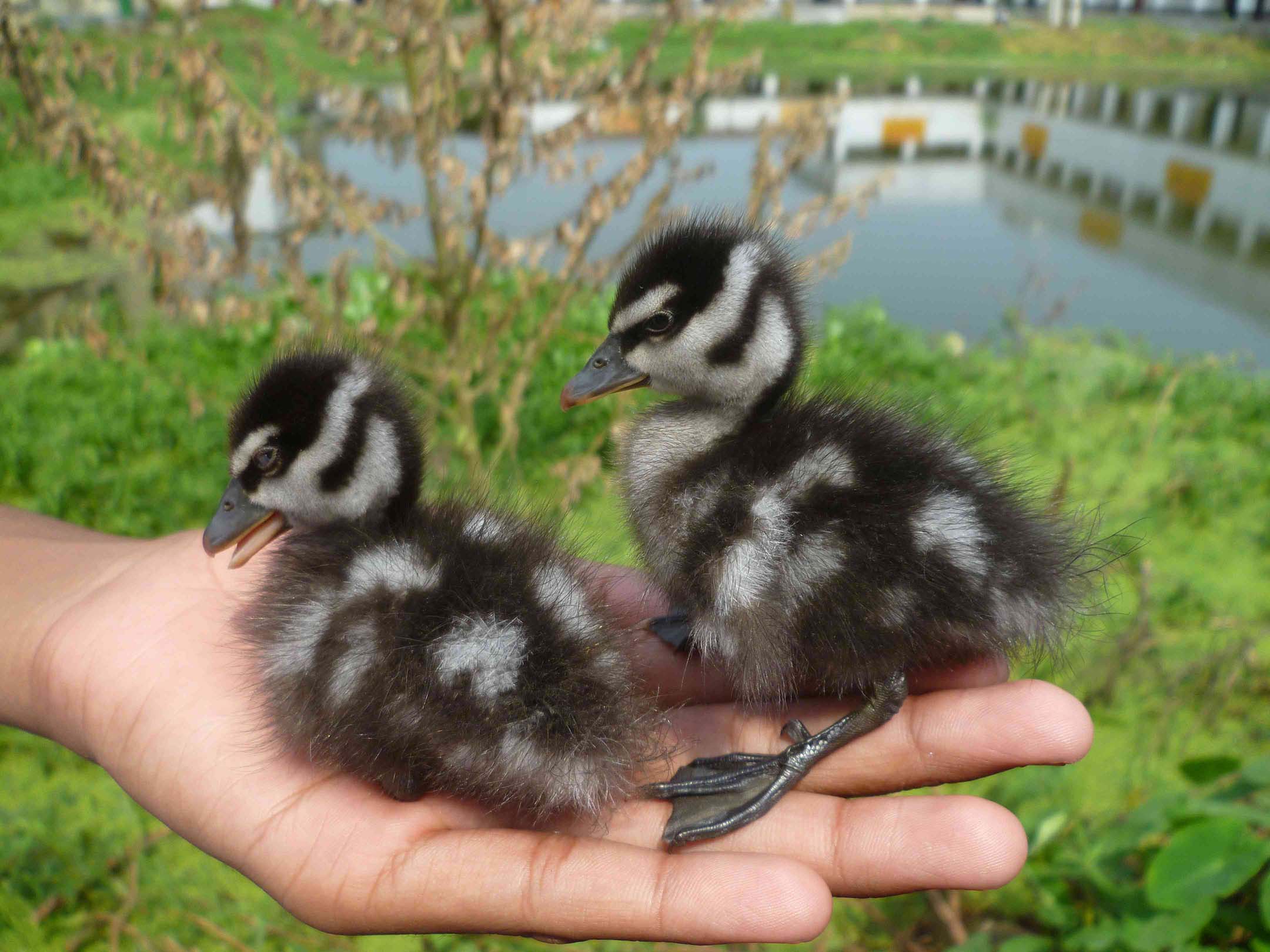 Biodiversity Documentation